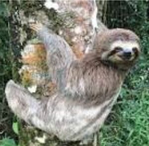 Meet your Posher, Raven